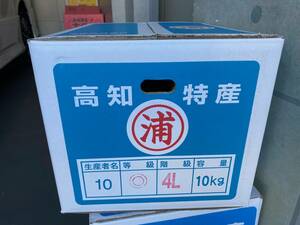 ①1円スタート本場高知より直送　〇浦 土佐文旦 露地栽培 10㎏4L◎　希少4Lサイズ大玉　訳あり