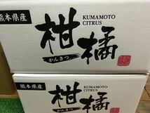 送料込み 熊本産 パール柑 規格外 2Lサイズ 箱込約10キロ 1/28発送予定 家庭用 文旦 ポメロ_画像7