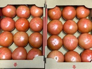 送料込み 熊本産 トマト 3Lサイズ(特大) 2箱重ね 2/1発送予定 箱込み約9キロ 家庭用 