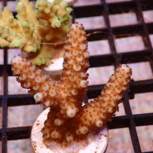 【ちょこっと水族館】ポリプ赤系ミドリイシ