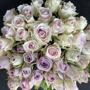 Свет! ! Роза (срезанный цветок / свежий цветок) * фиолетовый и розовый половина и половина * 30㎝ 40 Выдающаяся свежесть