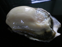 道東釧路の新鮮　厚岸産　特大殻付活牡蠣（150g~200g以上）　　20個　生食可能_画像1