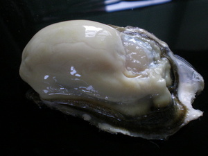 Свежие раковины Rich Kushiro's Shell Lively Oysters (от 100 г до 130 г) могут быть съедены в сыром виде в сыром виде