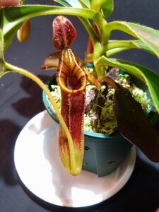 【AW】Nepenthes lowii x mollis Clone: Individual clone from seeds-individual seedling(ISC)食虫植物 ネペンテス ウツボカズラ 山野草