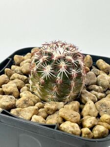 エキノケレウス 青花蝦 Echinocereus viridiflorus メキシコ 実生 ライトグリーンの花 抜き苗送料無料 検 花サボテン エビサボテン 美花