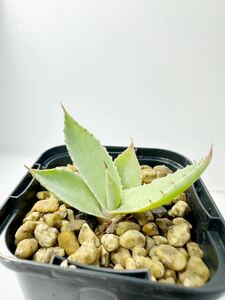 Agave parryi var. huachucensis Huachuca Mts, AZ 実生株 現地選抜株から実生 アガベ パリー ホーチエンシス フアチュセンシス 庭植え可能