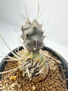 Tephrocactus articulatus テフロカクタス アーティキュラタス アルゼンチン北西部原産 抜き苗は送料込 サボテン