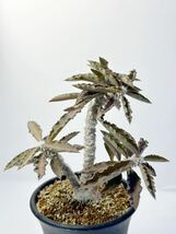 ユーフォルビア アンボボンベンシス Euphorbia Ambovombensis 輸入株 ワシントン条約付属書Ⅰ記載希少ユーフォルビア 実生 抜き苗は送料込_画像2