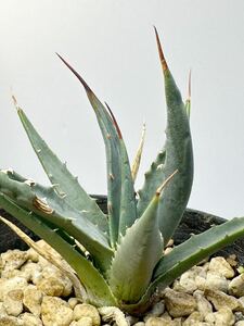 アガベ ユタエンシス ネバデンシス Agave uthaensis var. nevadensis 抜き苗送料無料 検 エボリスピナ メキシコ チタノタ シーザー