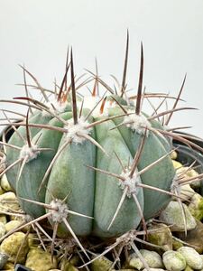 メロカクタス アズレウス Melocactus azureus ブラジル原産 メロ 美しい青白肌 赤刺 抜き苗は送料込　サボテン　美株　輸入カキコ発根済