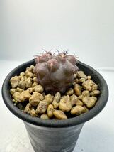Copiapoa montana コピアポア モンタナ 実生 FR522 North of Taltal, deep very thick roots 抜き苗は送料込 FN付き_画像6