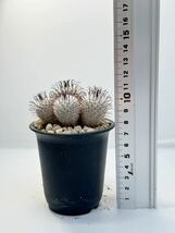 マミラリア ペレスデラロサエ Mammillaria perezdelarosae 群生株 抜き苗は送料込 アンダーソニア_画像10