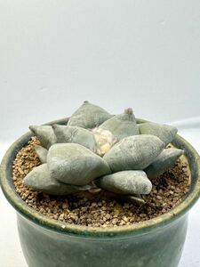 アリオカルプス 大疣青磁牡丹 Ariocarpus furfuraceus 送料込 塊根大 美花サボテン 実生株 美株サボテン 希少種 多肉植物 メキシコ原産