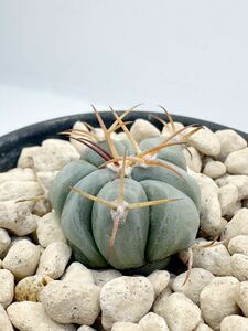 Echinocactus horizonthalonius FN付き輸入種子 実生選別株 エキノカクタス ホリゾタロニアス 花王丸 翠平丸 大平丸 雷帝 送料込 白肌