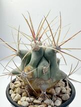 Ferocactus emoryi フェロカクタス エモリー 江守　実生選別株　抜き苗は送料込　青白肌　カクタス　サボテン　多肉植物　刺物サボテン_画像1