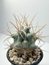 Ferocactus emoryi フェロカクタス エモリー 江守　実生選別株　抜き苗は送料込　青白肌　カクタス　サボテン　多肉植物　刺物サボテン_画像5