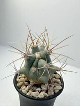 Ferocactus emoryi フェロカクタス エモリー 江守　実生選別株　抜き苗は送料込　青白肌　カクタス　サボテン　多肉植物　刺物サボテン_画像6