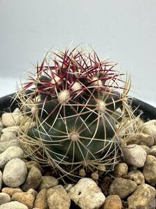 Thelocactus bicolor SB866 テロカクタス バイカラー 16/ Starr Co Tx, papery spires 抜き苗は送料なし 実生 サボテン 赤刺 美棘