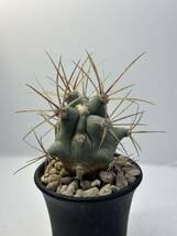 Ferocactus emoryi フェロカクタス エモリー 江守　実生選別株　抜き苗は送料込　青白肌　カクタス　サボテン　多肉植物　刺物サボテン_画像8