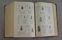 hh916 日本昆虫大図鑑 松村松年 刀江書院 1931年 昭和6年発行 古書 生物 昆虫 生き物_画像8