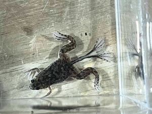 【希少】【一点物】アフリカツメガエル　奇形　1匹　カエル生体