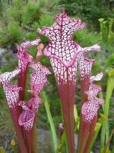 食虫植物サラセニアleucophylla Ruby Joice ①