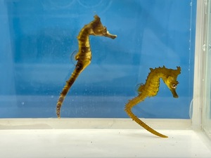 ☆天然☆　タツノオトシゴ　オス＆メスペア　 5センチ前後　２匹セット　海水魚　近海魚　ペアセット