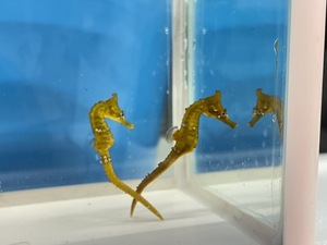 ★天然★　タツノオトシゴ オス＆メス　２匹セット　約5センチ～６センチサイズ　海水魚　近海魚　ペア 