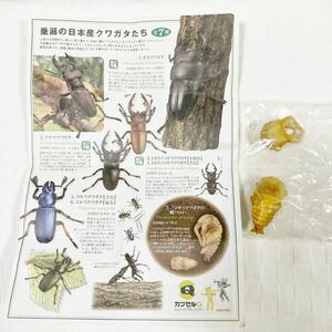 カプセルQミュージアム 　日本クワガタムシ大全　ノコギリクワガタの蛹(さなぎ) 内袋未開封品　解説書付　海洋堂 チョコエッグ　チョコQ