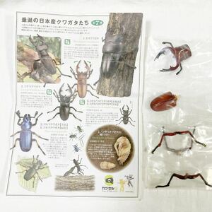 カプセルQミュージアム 　日本クワガタムシ大全　トカラノコギリクワガタ【赤褐色】　内袋未開封品　解説書付 チョコエッグ　チョコQ