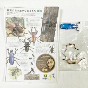 カプセルQミュージアム 　日本クワガタムシ大全　コルリクワガタ【青色】　内袋未開封品　解説書付　海洋堂 チョコエッグ　チョコQ