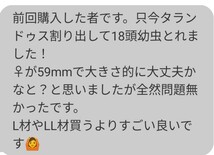 【アウトレット レイシ棒 1本入り】タランドゥス レギウス オウゴンオニクワガタ系の産卵専用用品 レイシ材の代用品_画像10