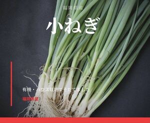 福岡県産小ねぎ苗 100本