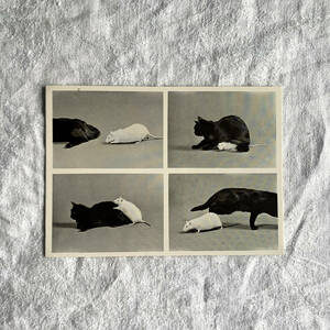 フランス 1950s 黒猫 白鼠 猫 ネズミ ポストカード 写真 カメラ 銀板 クラシック アート 葉書 絵葉書 ヴィンテージ アンティーク 2