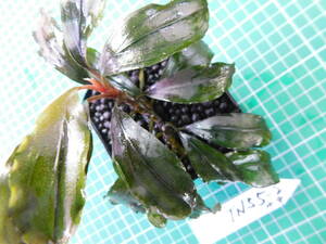 ◎1257TN55　（自家栽培）水草　　ブセファランドラ　Bucephalandra sp. Red Blade水中葉②