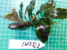 ◎1257TN55　（自家栽培）水草　　ブセファランドラ　Bucephalandra sp. Red Blade水中葉②_画像3