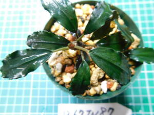 ◎1267TN87　（自家栽培）水草　　ブセファランドラ　Bucephalandra sp.　Black Ventii②