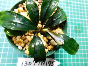 ◎1307TN175　（自家栽培）水草　　ブセファランドラ　Bucephalandra sp.　Red Blade　レッドブレイド①