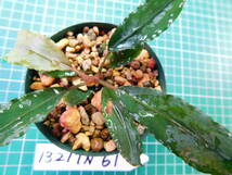◎1321TN61　（自家栽培）水草　　ブセファランドラ　Bucephalandra sp.　ピクシーV2①_画像4