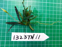 ◎1323TN11　（自家栽培）水草　　ブセファランドラ　Bucephalandra sp.　キャサリン①_画像2