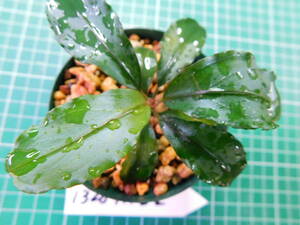 ◎1328TN22　（自家栽培）水草　　ブセファランドラ　Bucephalandra sp.　Hades①