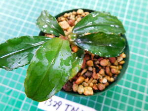 ◎1329TN22　（自家栽培）水草　　ブセファランドラ　Bucephalandra sp.　Hades②