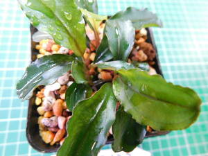 ◎1345TN22　（自家栽培）水草　　ブセファランドラ　Bucephalandra sp. Hades①