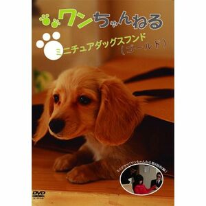 ワンちゃんねる ミニチュアダックスフンド(ゴールド) DVD