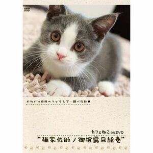 カフェねこonDVD 猫家佐助ノ御披露目絵巻