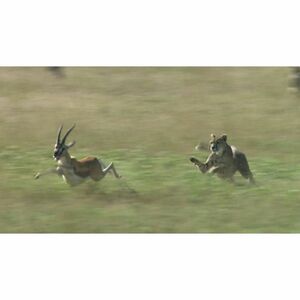 ワイルドライフ アフリカ大サバンナ 草食獣対肉食獣 生と死の攻防 DVD