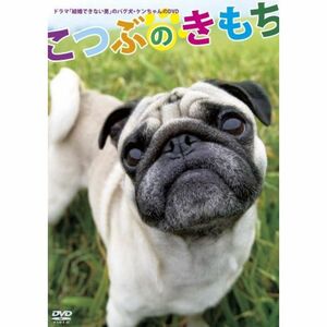 「結婚できない男」のパグ犬・ケンちゃんのDVD 「こつぶのきもち」