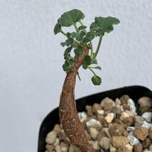 Pelargonium sidoides ペラルゴニウム シドイデス 根挿し（多肉植物 観葉植物 塊根植物 コーデックス ）_画像1
