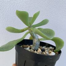 Tylecodon burynsii チレコドン ブルインシー挿木（多肉植物 観葉植物 塊根植物 コーデックス ）_画像5