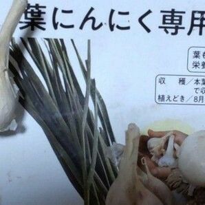  葉ニンニク5球 葉を食す葉ニンニクは度々収穫できる楽しみがあります 球根をバラして植えますので1球から沢山とれます